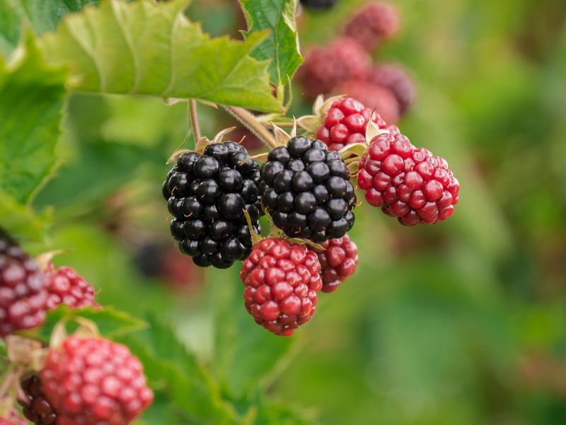 Vitamin-Rich Foods